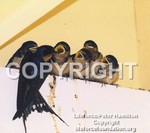 BarnSwallows