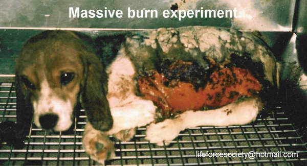 Stop Vivisection Canada Petition Update!