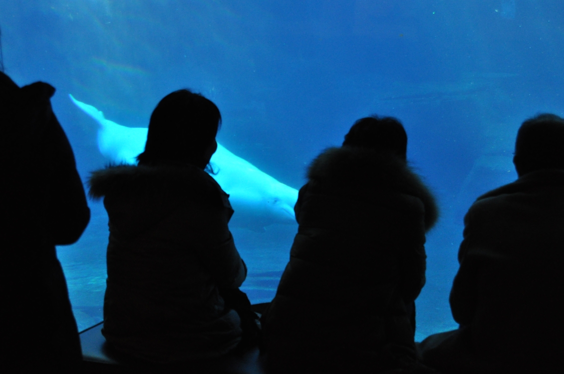 Give The Belugas Peace And Quiet!