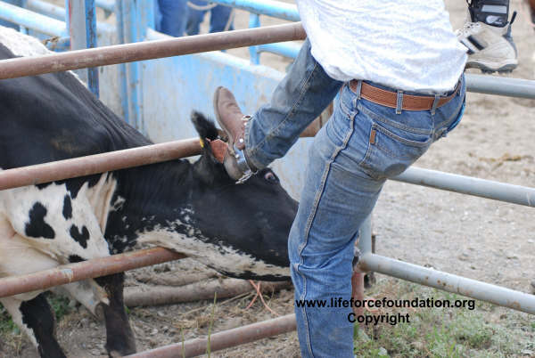 Inhumane Chilliwack Rodeo