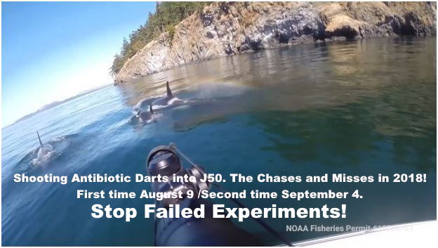 Orcas And Other Marine Life Must Not Be Mistreated Like “lab” Animals! (part 2)