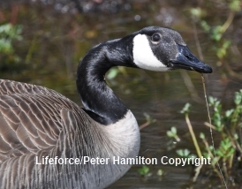  Re: Public Review Of Proposed Canada Geese Kill Needed