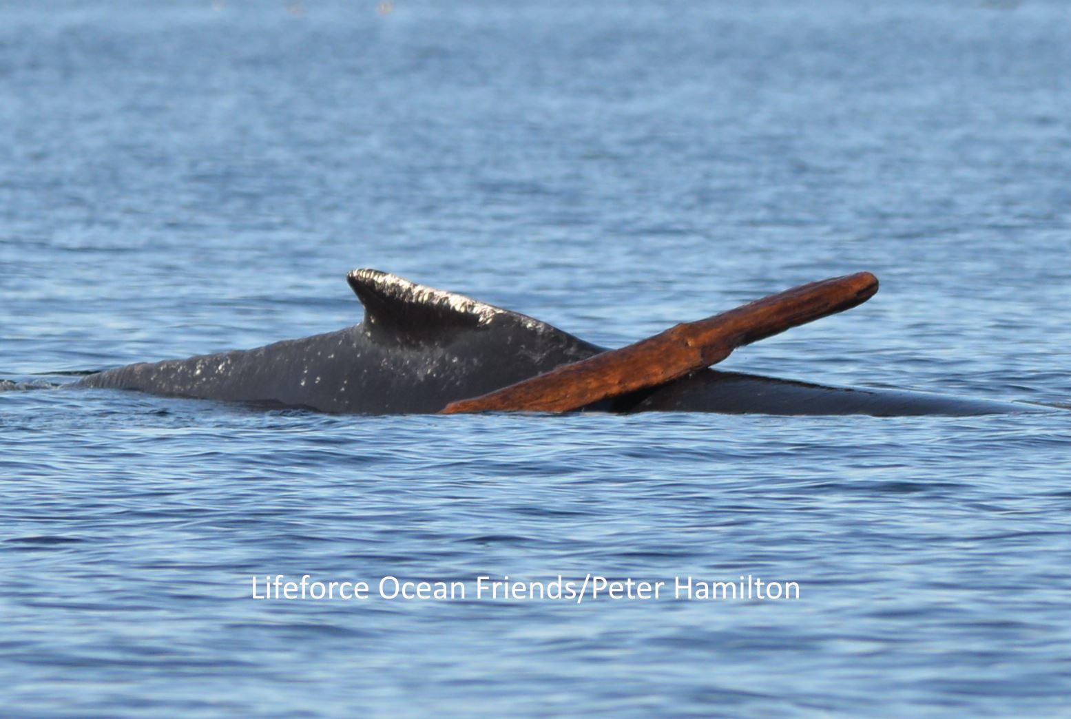 A Very Merry Humpback Playing With Log