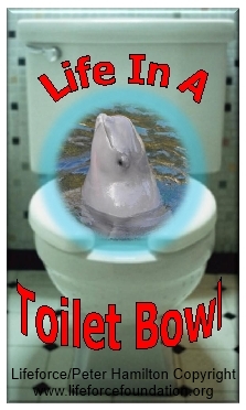 Life In A Toilet Bowl For Captive Belugas