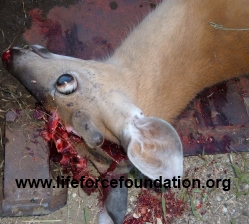Cranbrook Admits To Deer Kill Slaughter