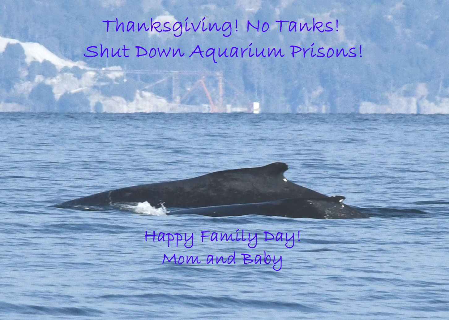 Thanksgiving! No Tanks! Shut Down Aquarium Prisons!