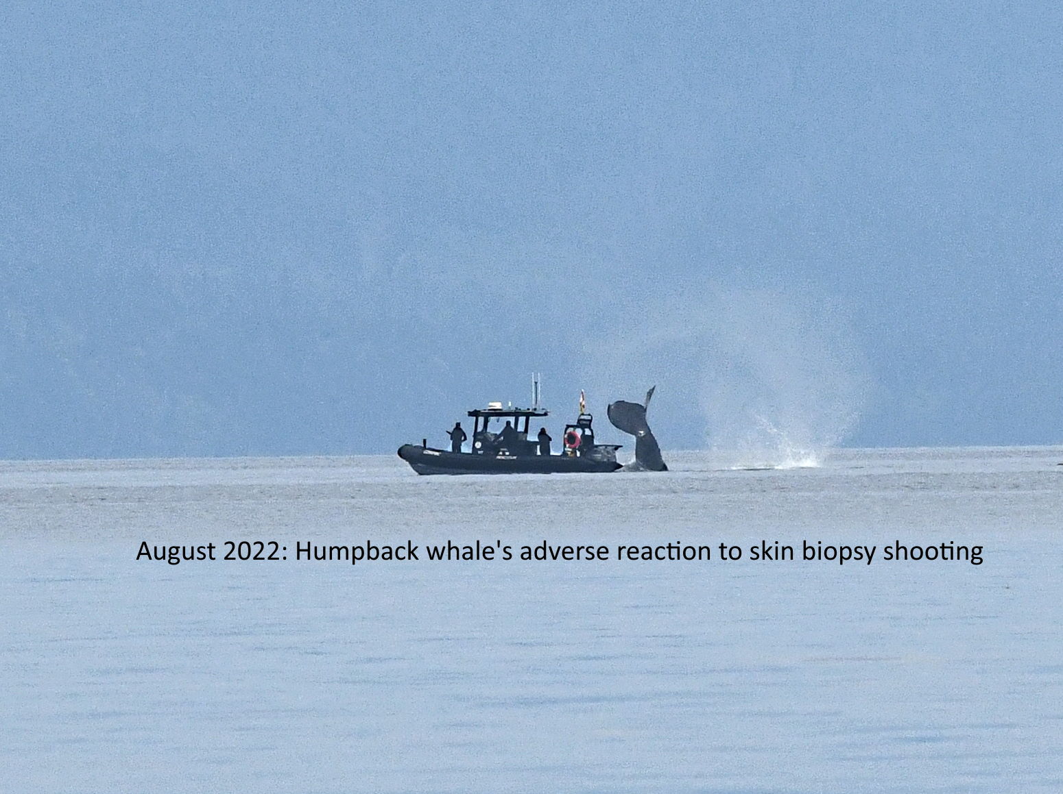 Stop Shooting Humpbacks!