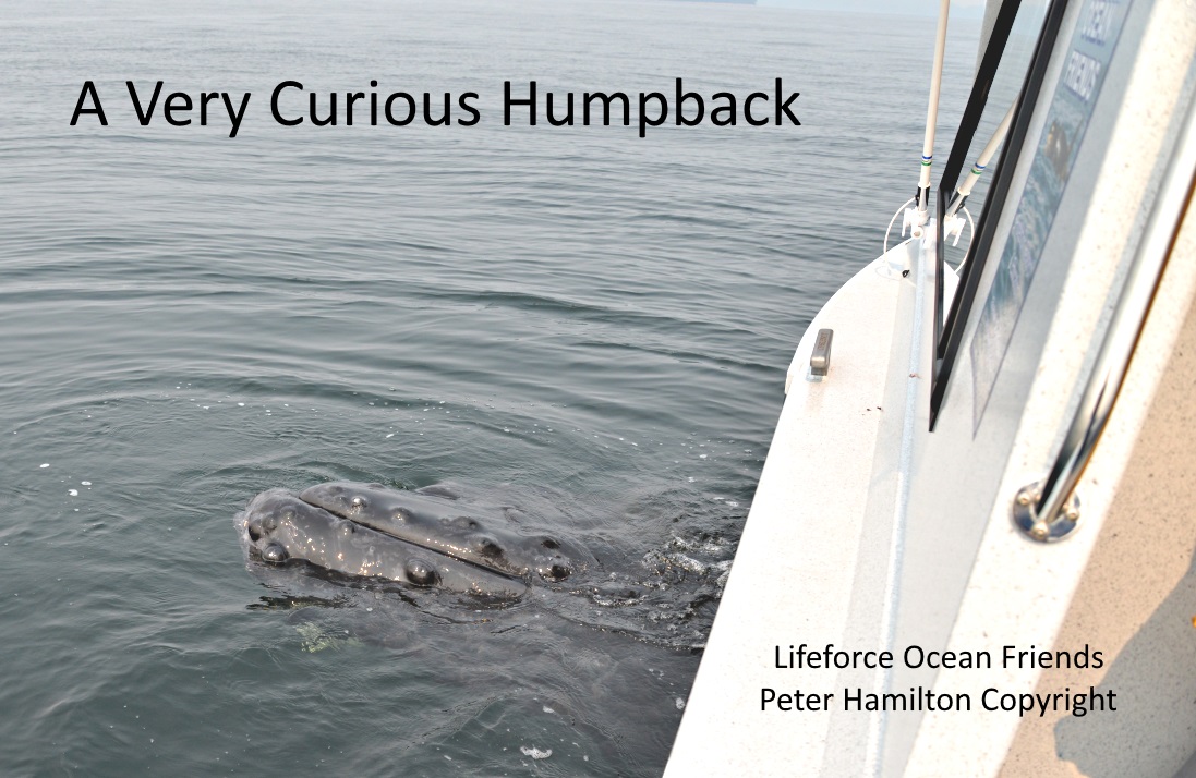 A Very Curious Humpback!