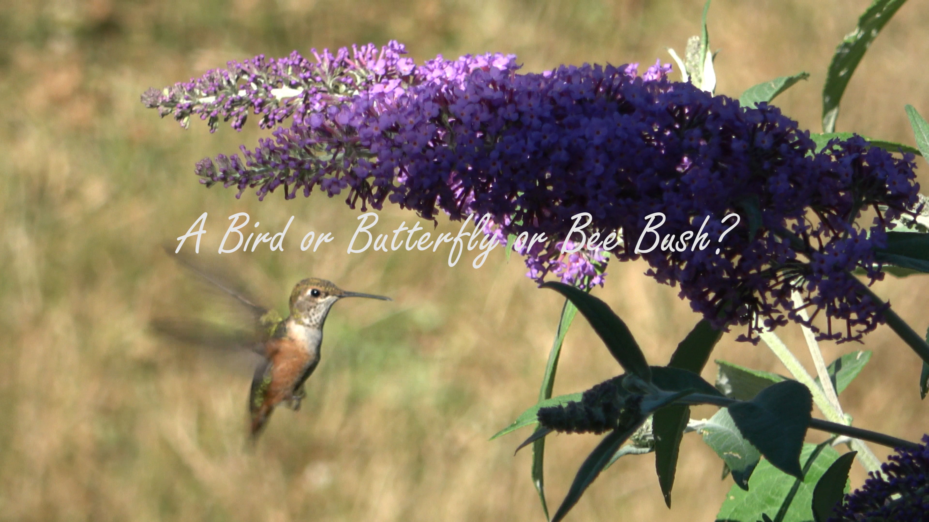 Update: Bird Or Butterfly Or Bee Bush?