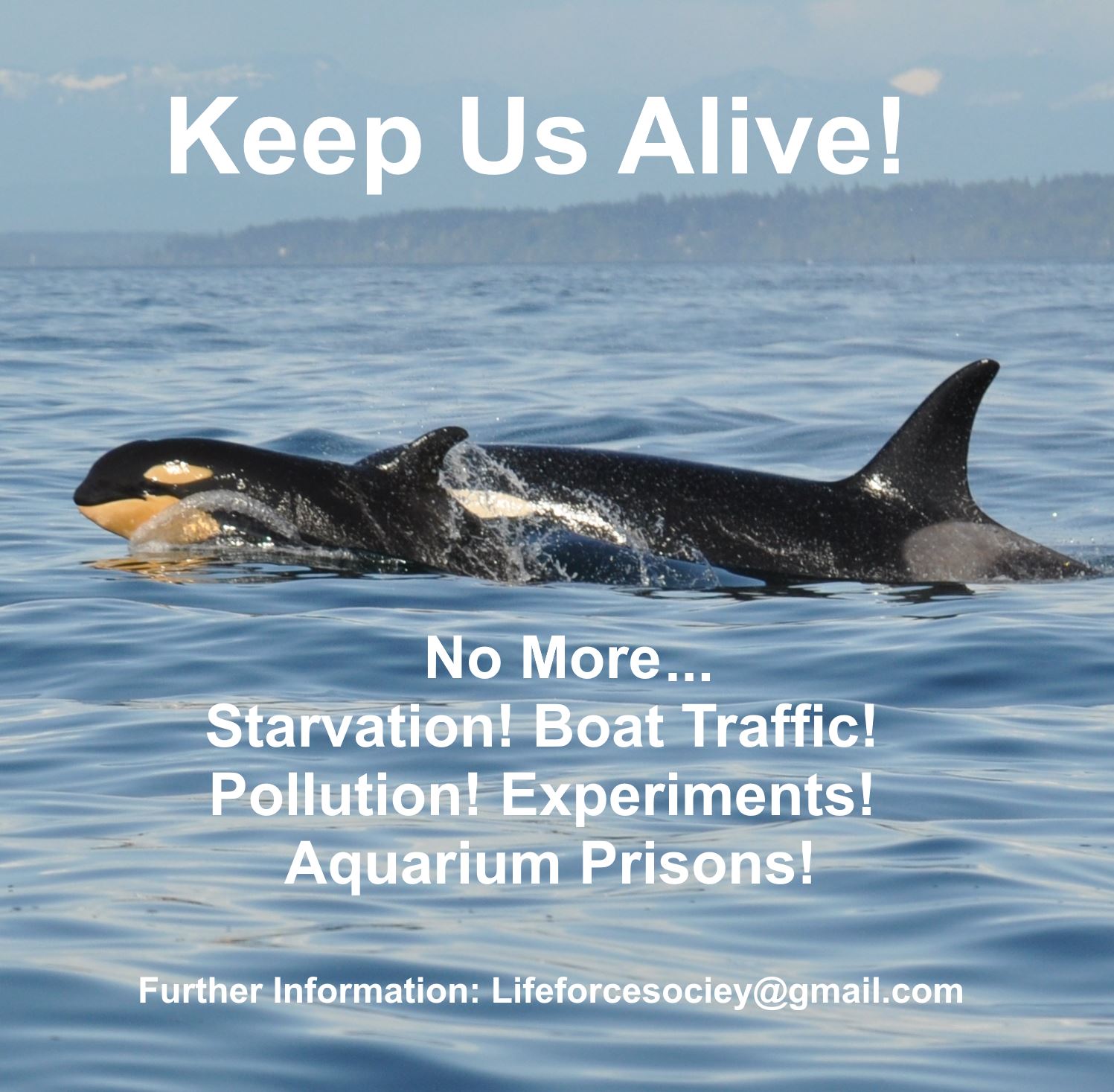 The Threats To Survival! New Born Orca Dies!