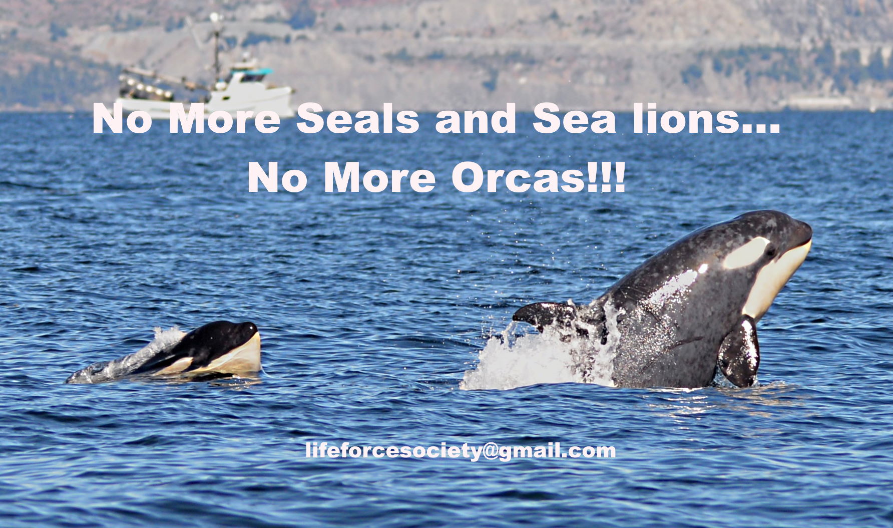 No More Seals And Sea Lions... No More Orcas!