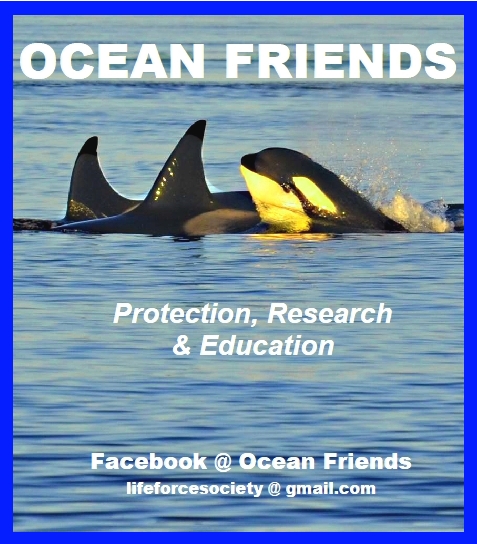 Save Endangered Orcas Now!