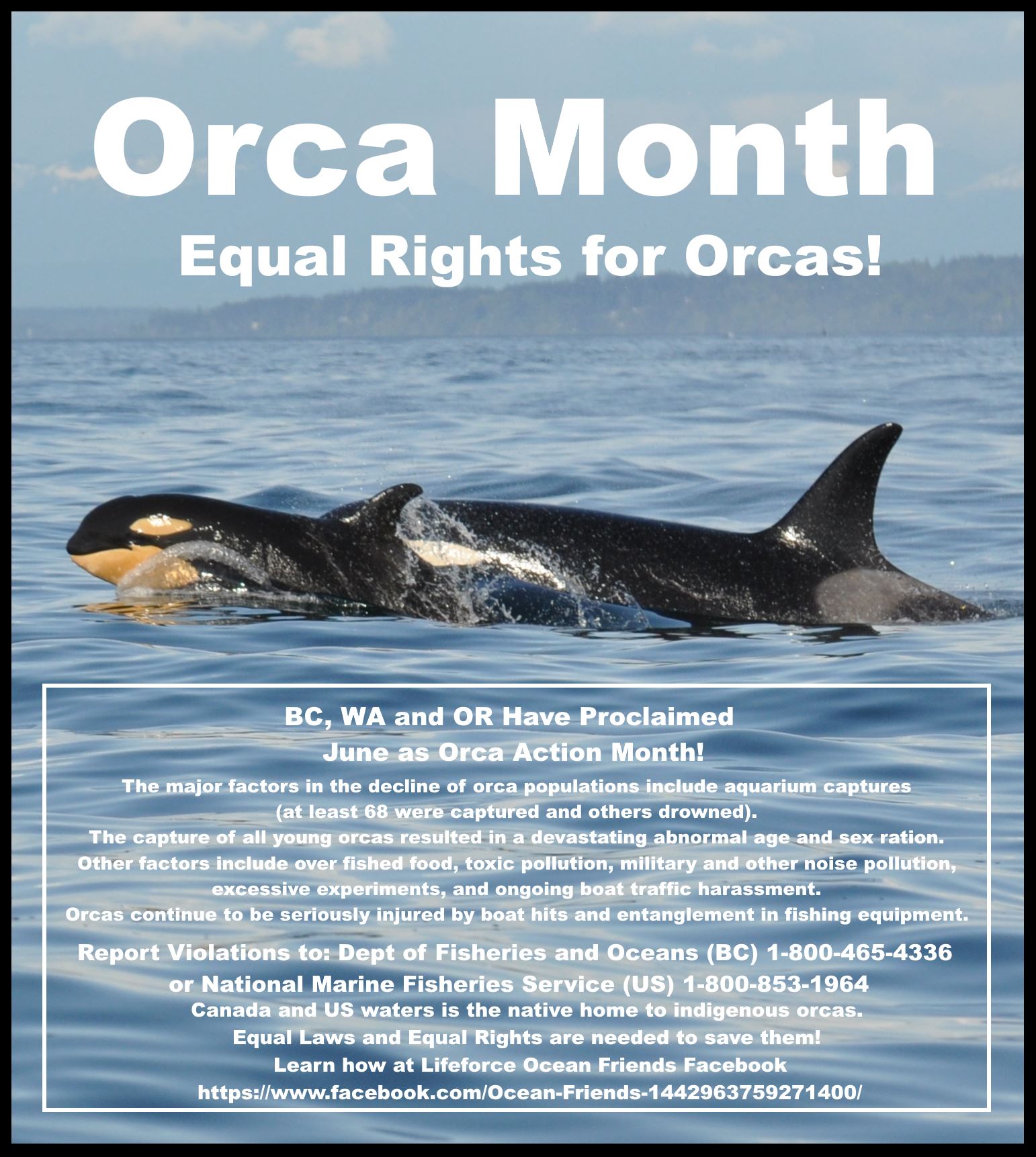 June Is Orca Action Month In British Columbia, Washington And Oregon!