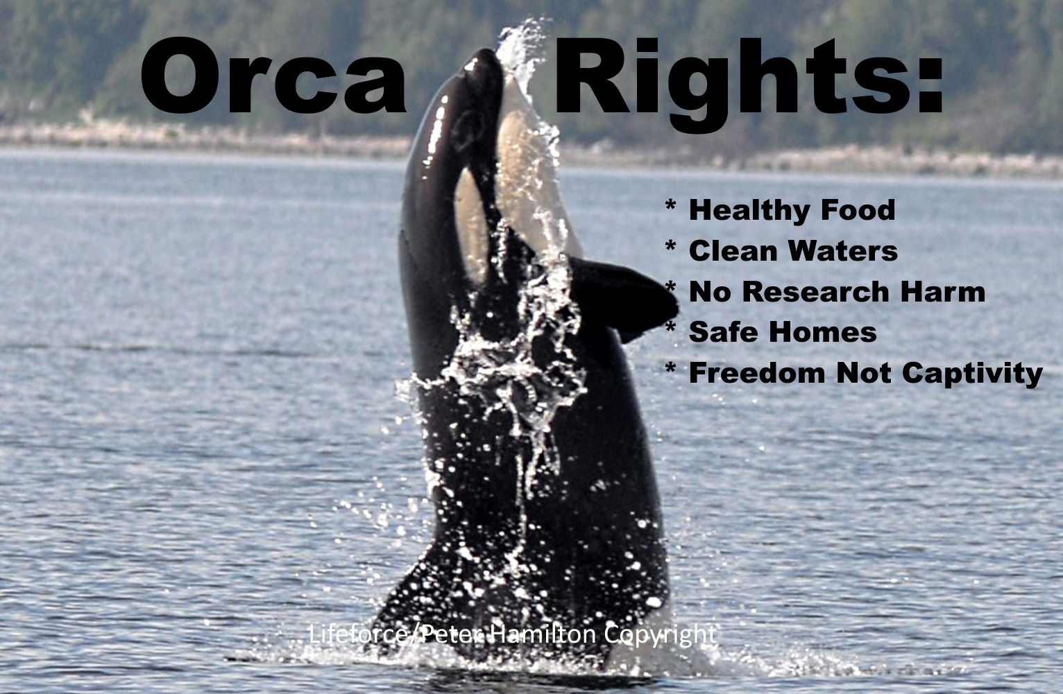 Orca Rights!