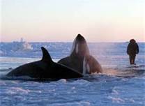 Dfo Duty Is To Save The Orcas