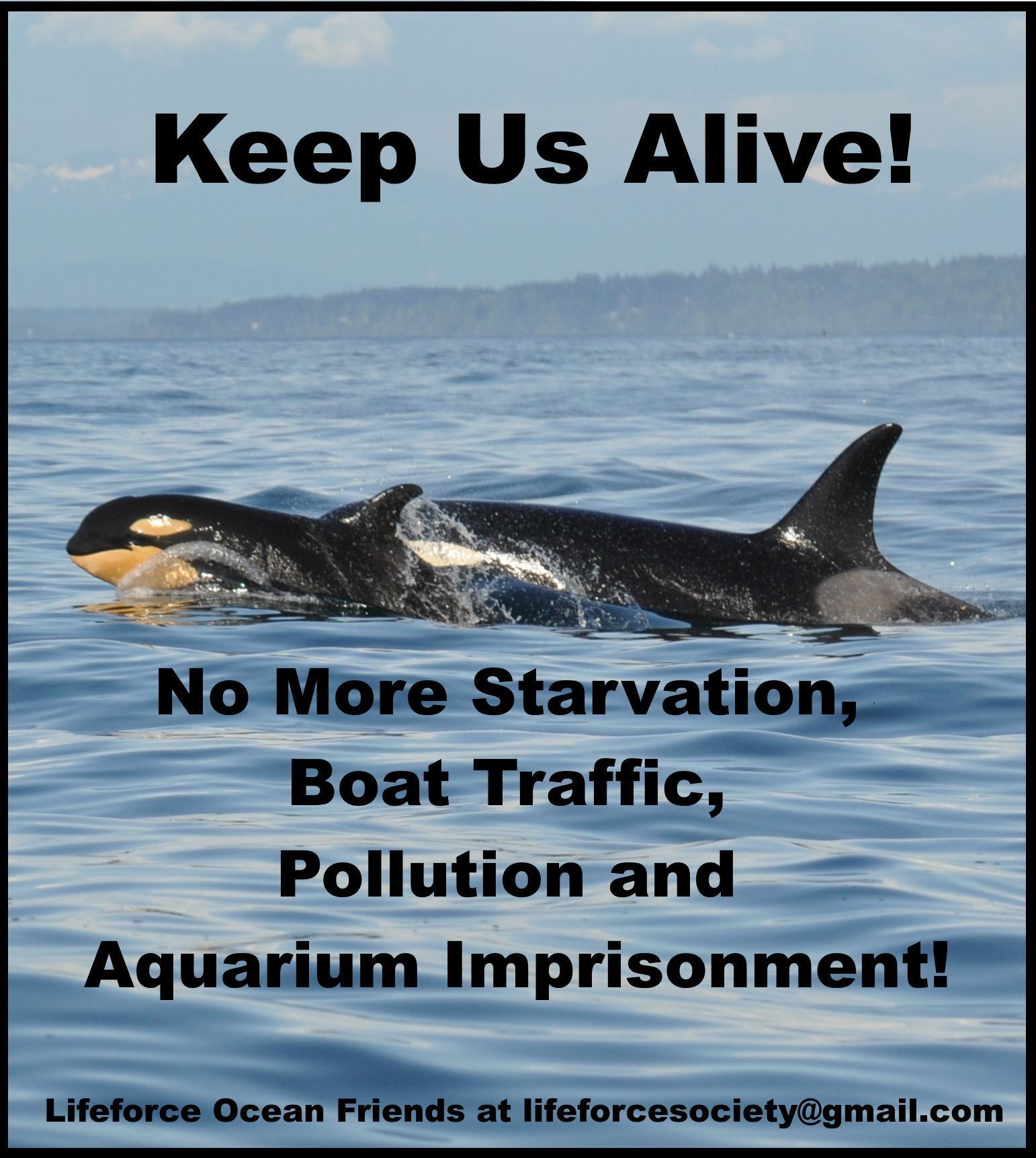 June Is Orca Action Month!