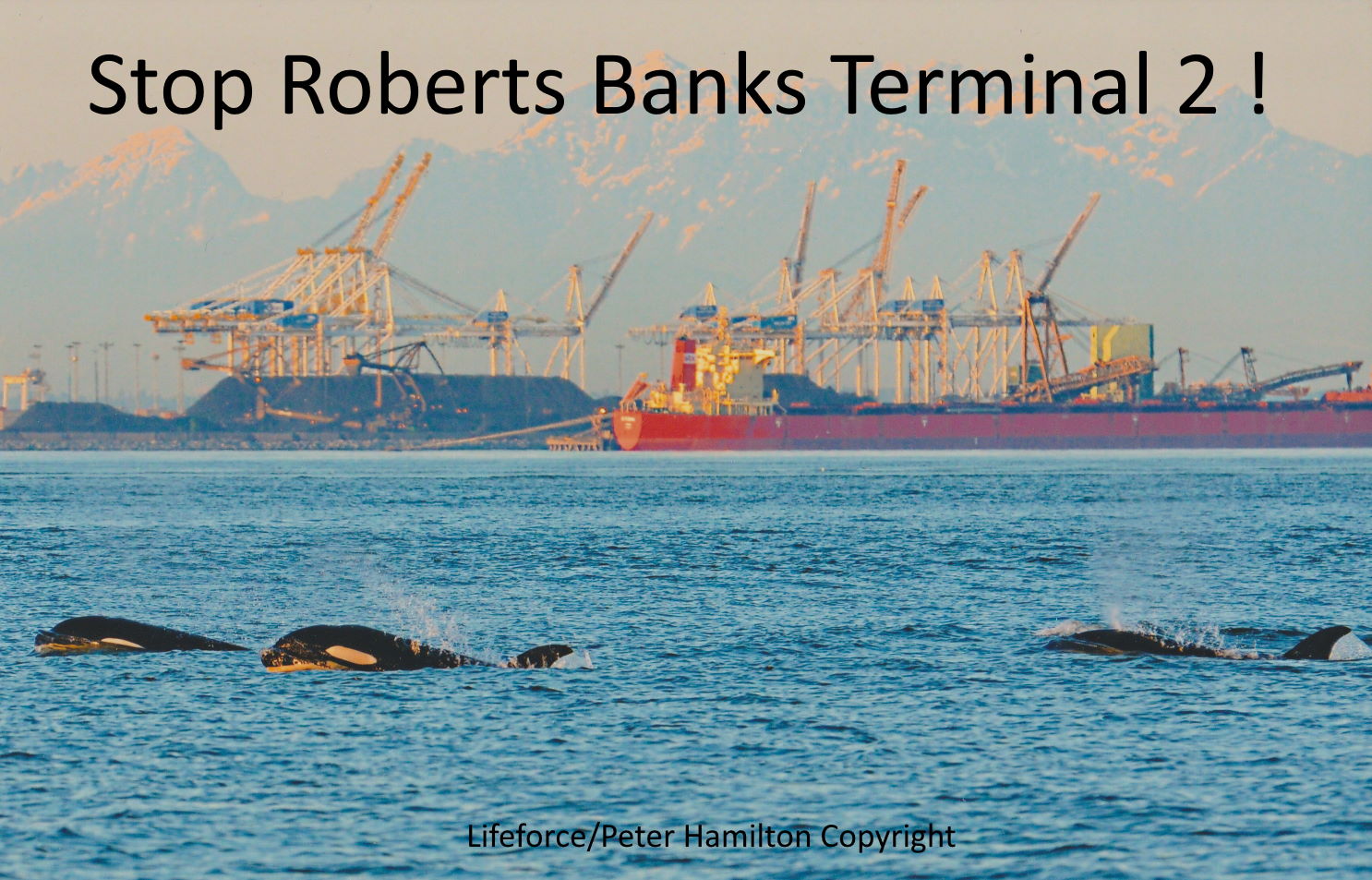 The Risks And Deaths From The Roberts Bank Terminal 2 Project