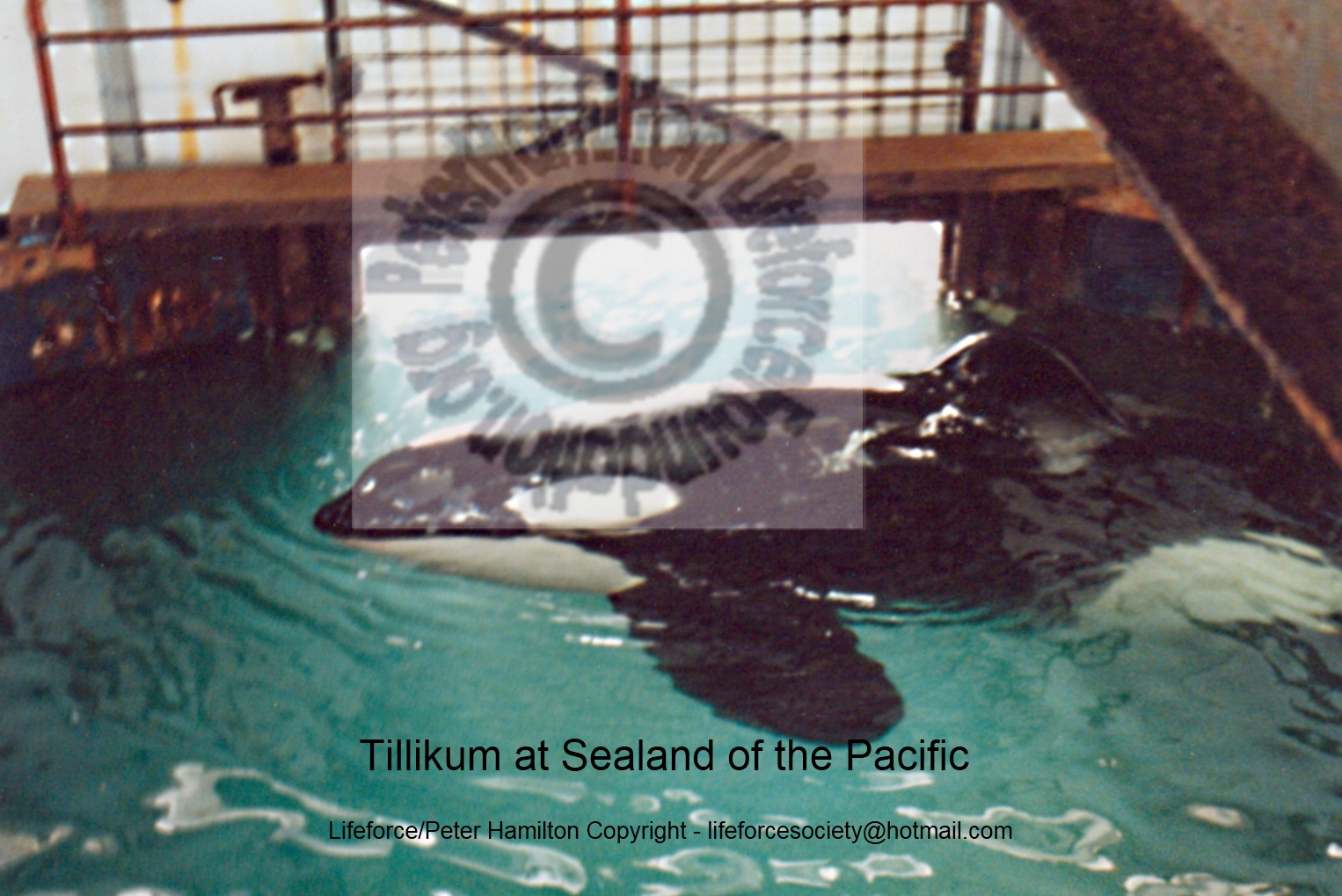 Lifeforce Activists Rare Footage In Blackfish Movie