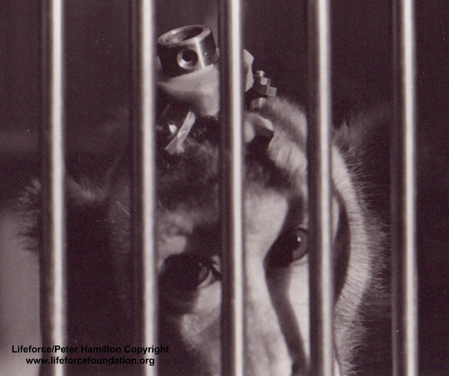 April 24th: World Day For Animals In Laboratories