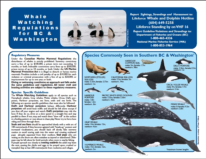 Updated Lifeforce 2014 Whale Cards