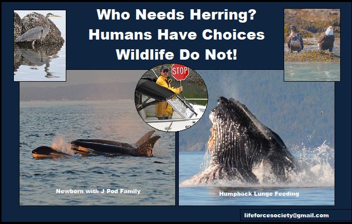 Humpbacks Need Herring! Humans Have Choices!