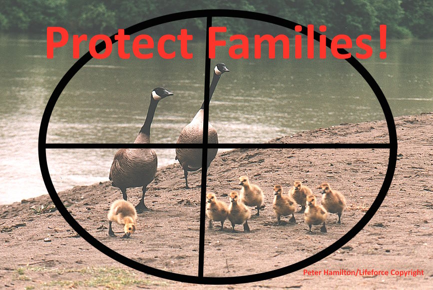 Open Petition Re: Killing Canada Geese Again?