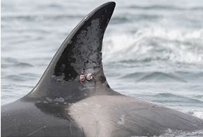 Stop Barbaric Orca Satellite Tags And Skin Biopsies